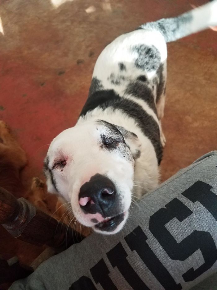 Lily Is A Border Collie Who Was Born Without Her Eyes. She's So Sweet And Smart!