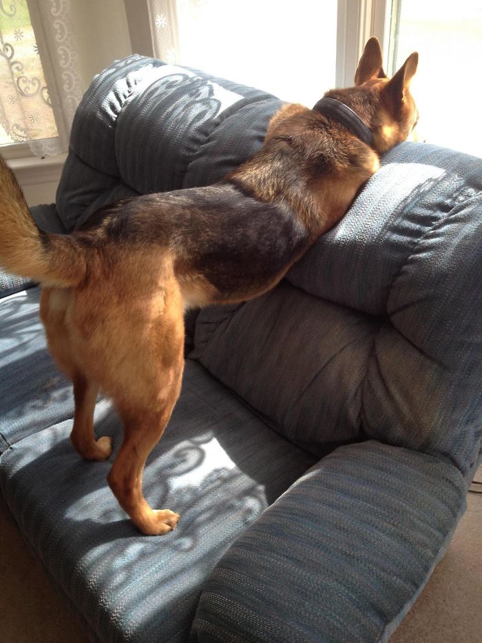 This Guy Was Born Without Front Legs And Has Been A Fighter Since Day One. He Is Extremely Outgoing And A True Inspiration