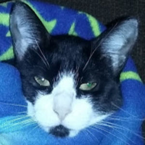 doge_gamer2000 avatar