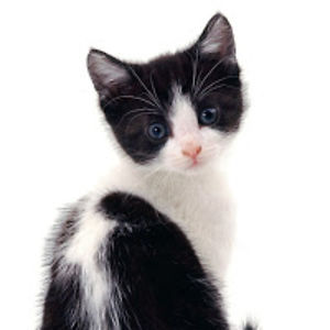 herpurrinessofpolandkittenthethird avatar