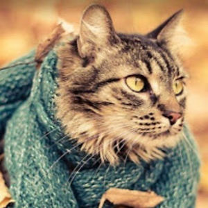 chloeoldenberg avatar