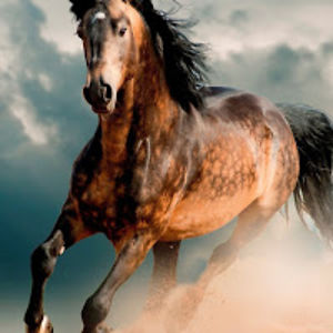 dianademidovich avatar