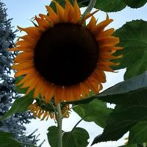 ellen_m_jones avatar