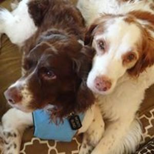 luvallcreatures avatar