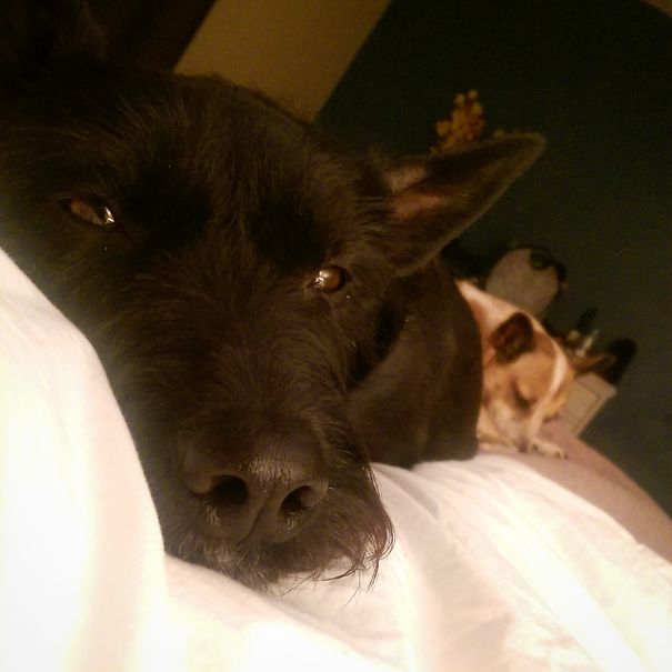 My Wife Said She Would Send Me A "Pic From Bed". Not What I Was Expecting