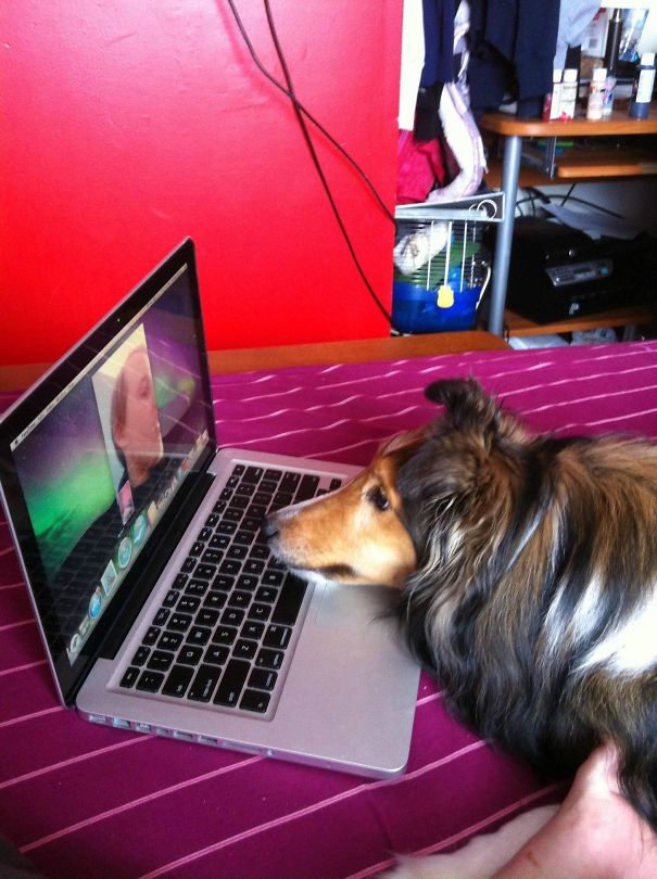 My Boyfriend Recently Had To Move Out And My Dog Really Misses Him. Can You Tell?