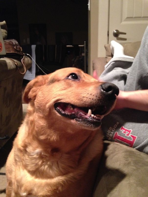 This Is How My Dog Looks At My Boyfriend. I Think He Loves Him More