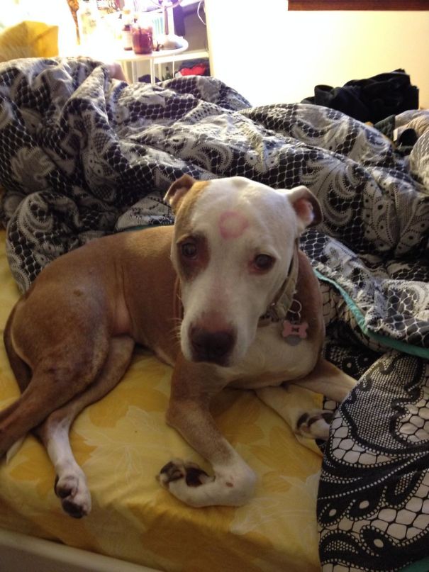 Fairly Certain My Dog Got A Goodbye Kiss From My Gf This Morning