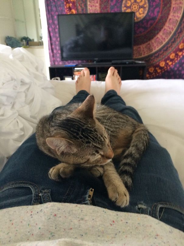 My Girlfriend's Cat Finally Approves Of Me