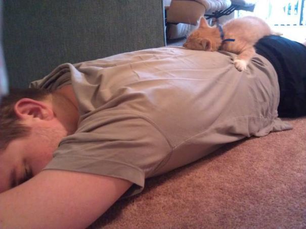 For Years I've Been Begging My Husband To Let Us Get A Cat. This Is Happening In My Living Room