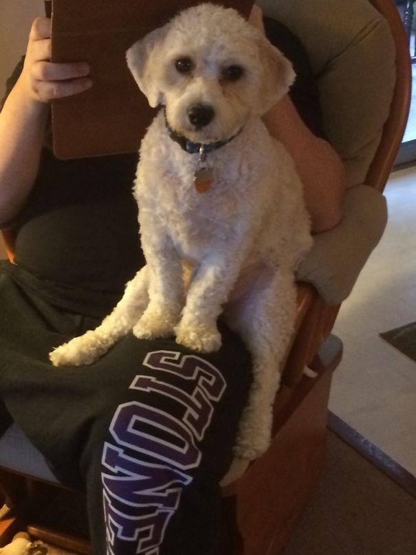 This Is Kevin And This Is How He Sits On My Husband Every Morning Watching The News