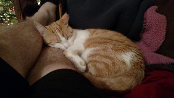 My Sister's Cat Likes Me More Than Her