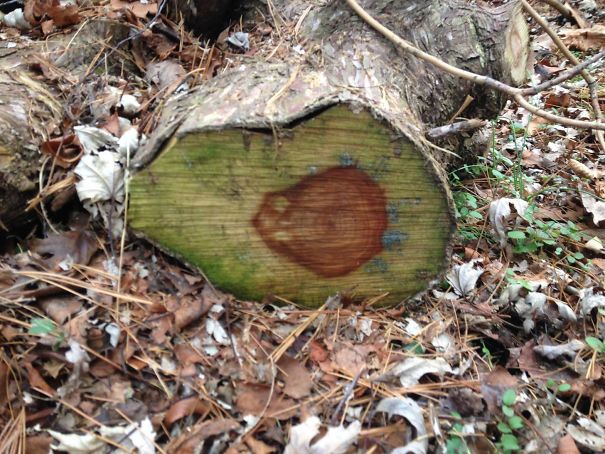 This Log In My Backyard Kind Of Looks Like An Avacado