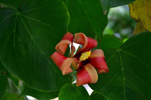 This Flower Looks Like Bacon