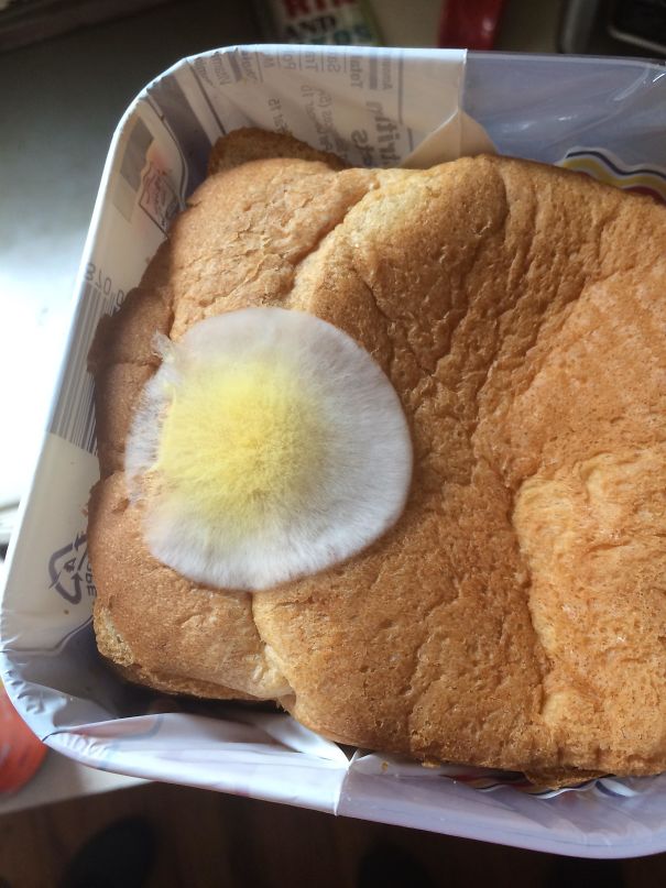 Mold On Bread Looks Like An Egg