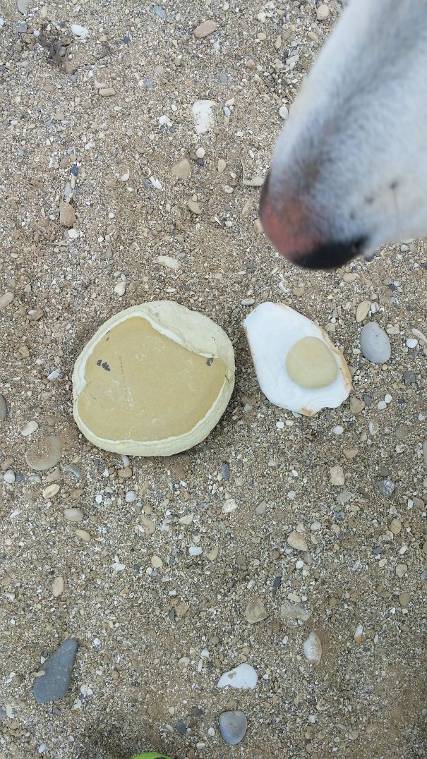 These Rocks Look Like A Pancake And Eggs