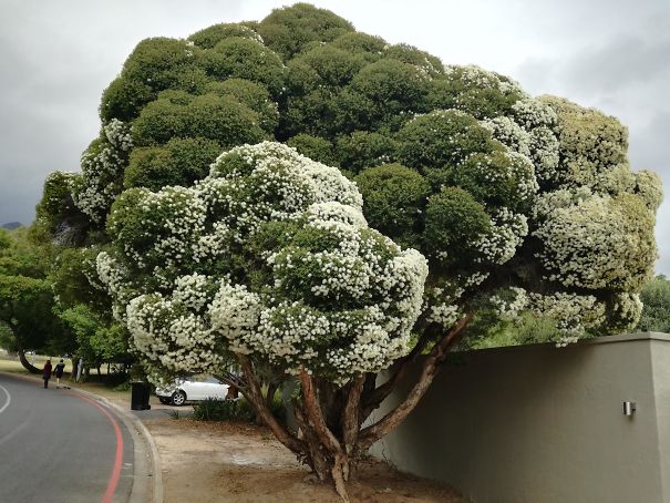 This Tree Looks Like Broccoli And As A Bonus, The White Flowers Make It Cauliflower
