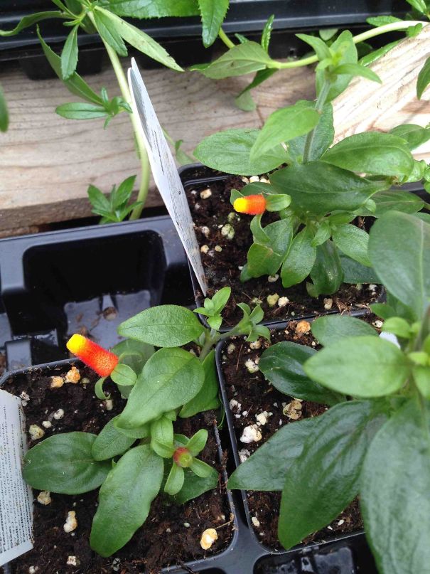 These Flowers Look Like Candy Corn