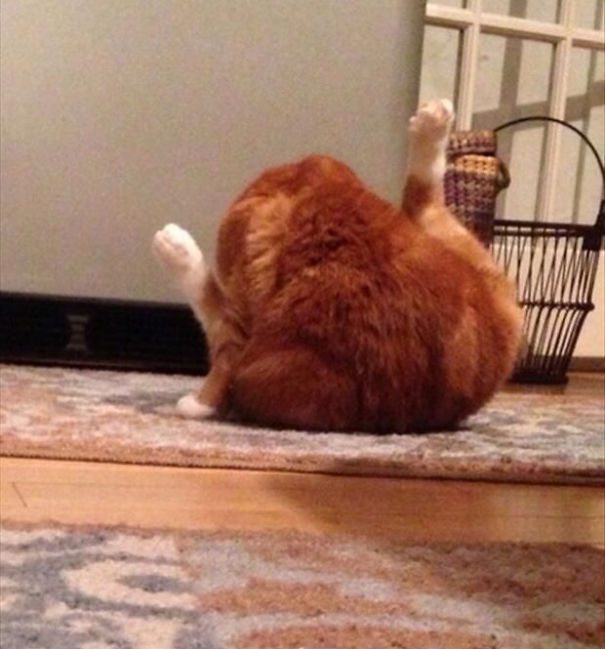 My Cat Looks Like A Rotisserie Chicken