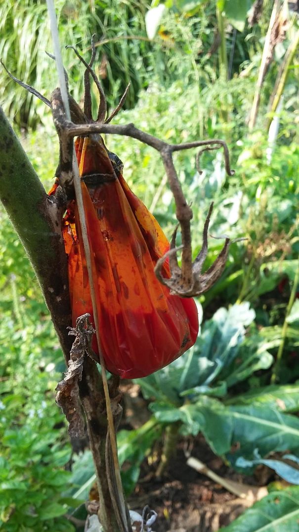 This Rotten Tomato Looks Like A Plastic Bag Full Of Tomato Juice