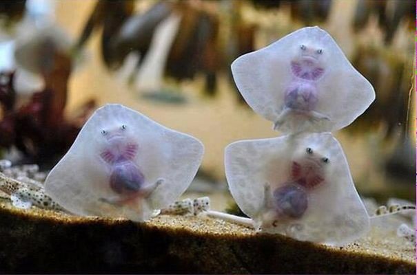 Baby Stingrays Look Like Raviolis Stuffed With Tiny Damned Souls