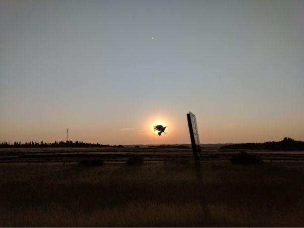 Tried To Take A Picture Of The Sunset While Driving And A Bird Totally Ruined My Shot