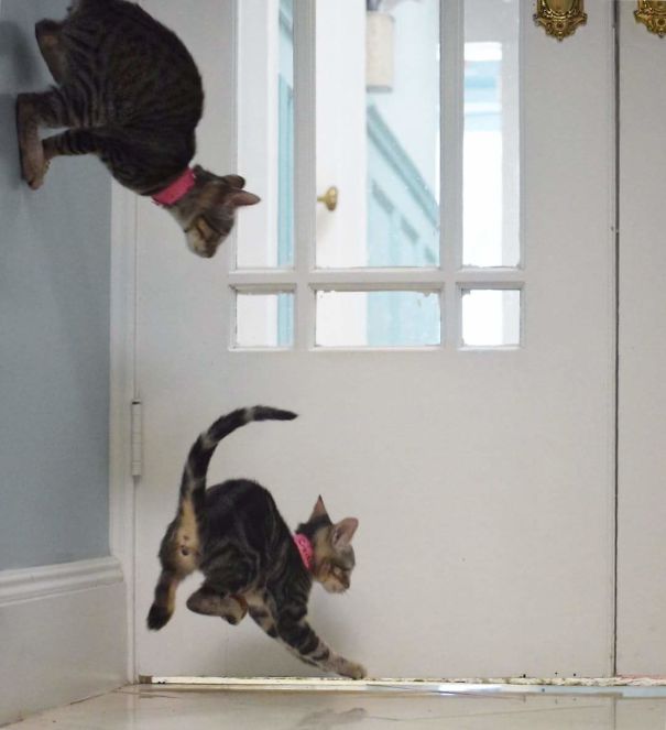 This Picture Was Taken At A Pet Orphanage In Texas