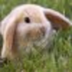 dianne_teague avatar