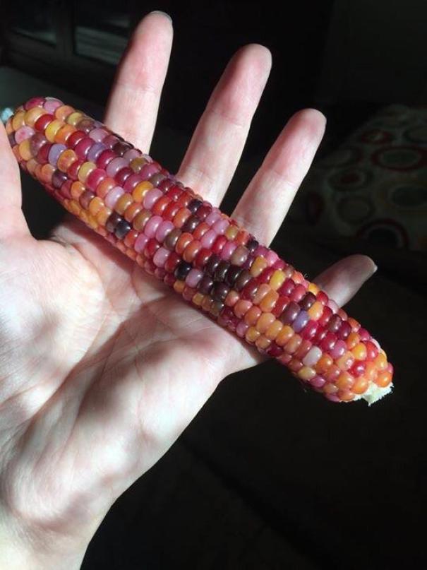 Glass Gem Corn We Grew In Our Garden Looks Like Jellybeans