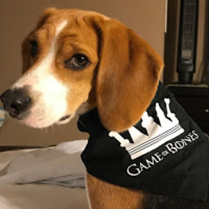 pipsqueakbeagle avatar