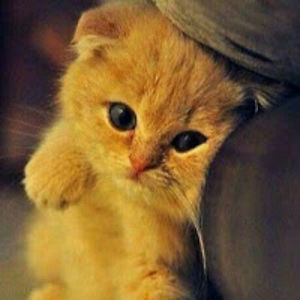 deathclawmaster avatar