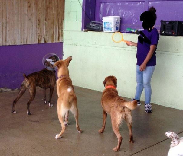 The Timing Makes My Dog Look Like A Space Man