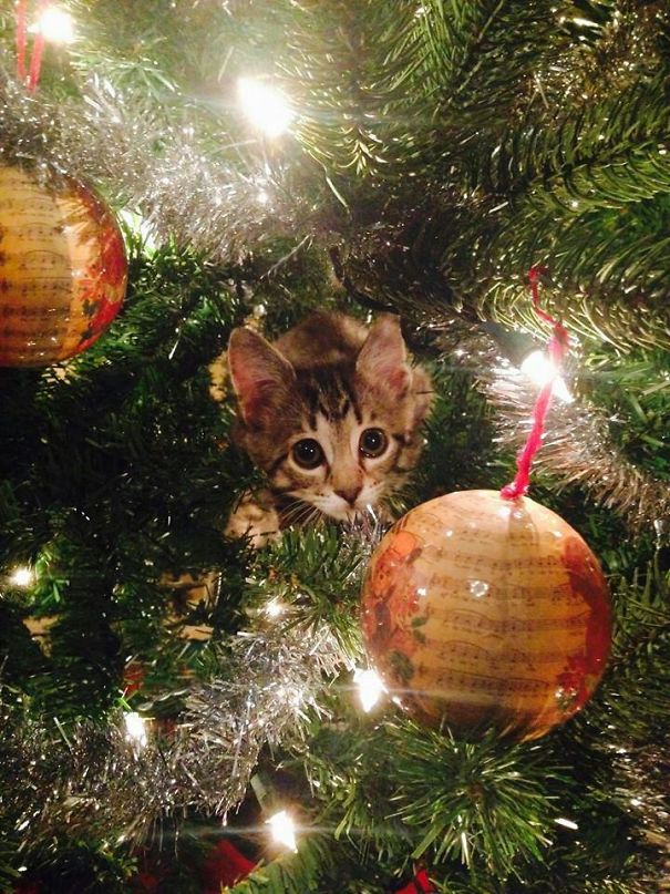 This Little Guy Just Became Our Christmas Card. Say Hi To Max!