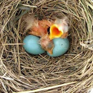 jo-annpentelichuk avatar