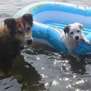 denisemcmullan avatar