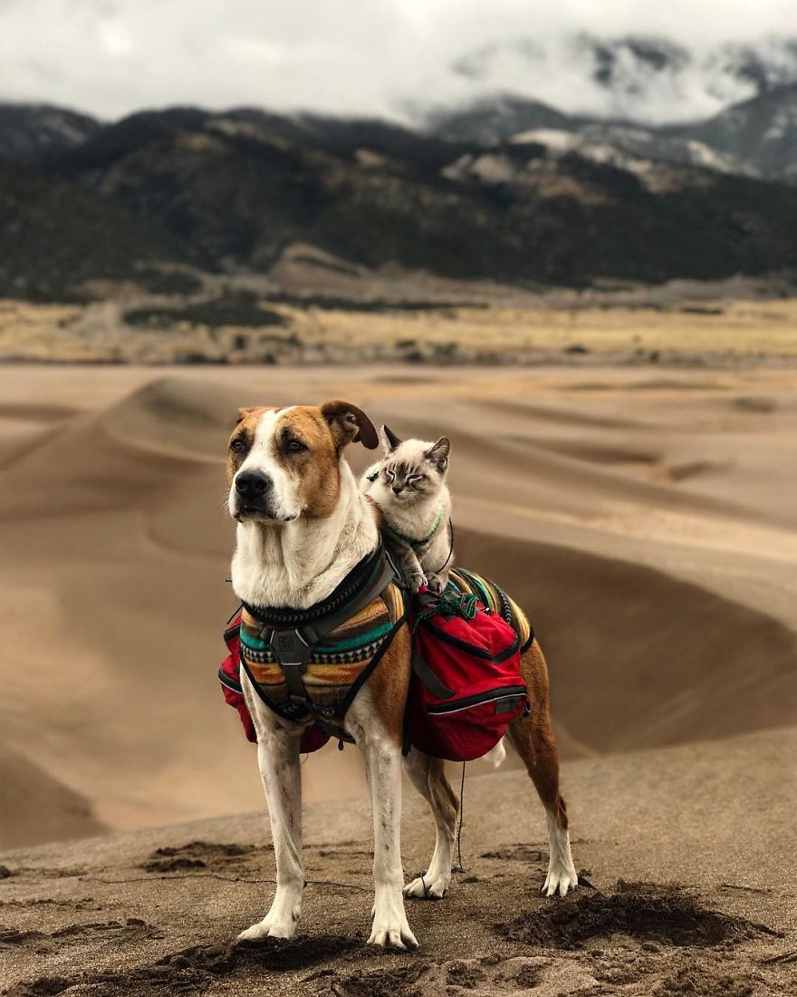 This Cat And Dog Love Travelling Together, And Their Pictures Are Absolutely Epic This Cat And Dog Love Travelling Together, And Their Pictures Are Absolutely Epic