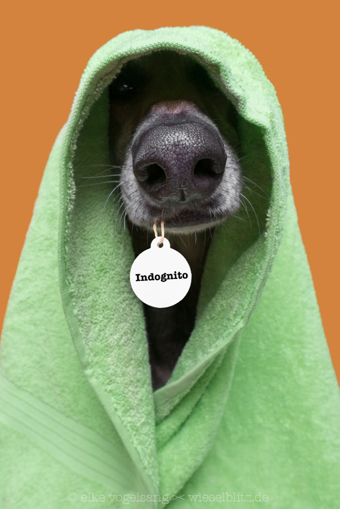 Playful And Character-Filled Photos Of Dogs Dressed For Bath Time Playful And Character-Filled Photos Of Dogs Dressed For Bath Time