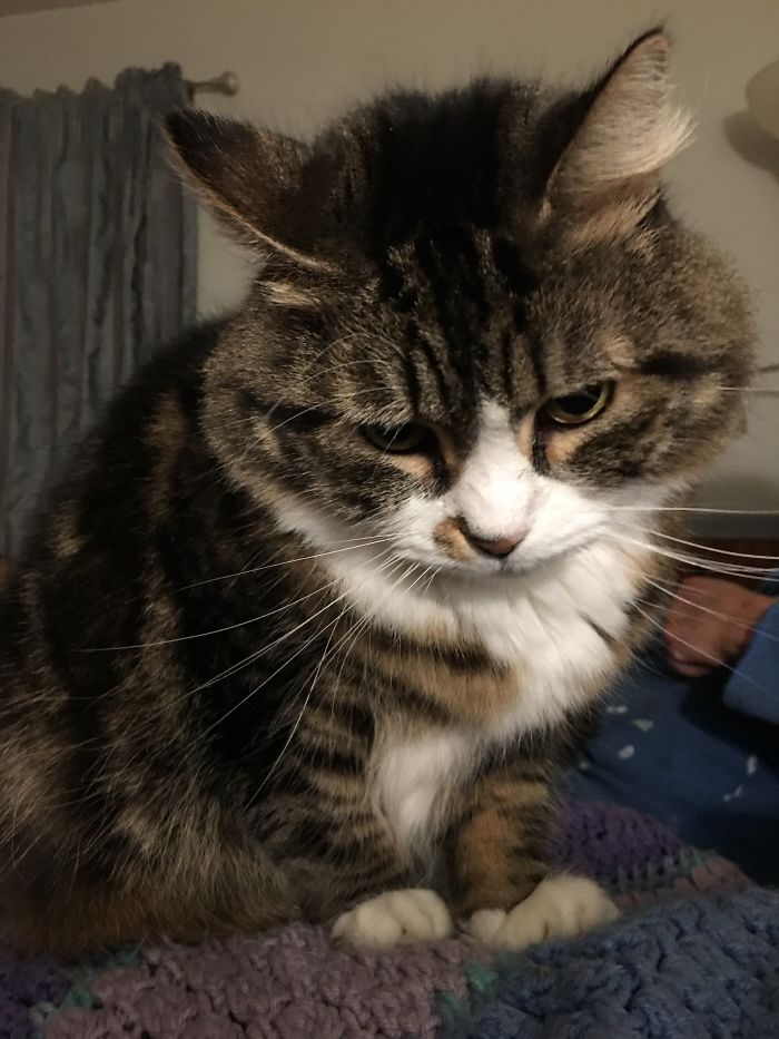 Tabby cat looking down thoughtfully as people share the funny names they now call their pets instead of the original ones.