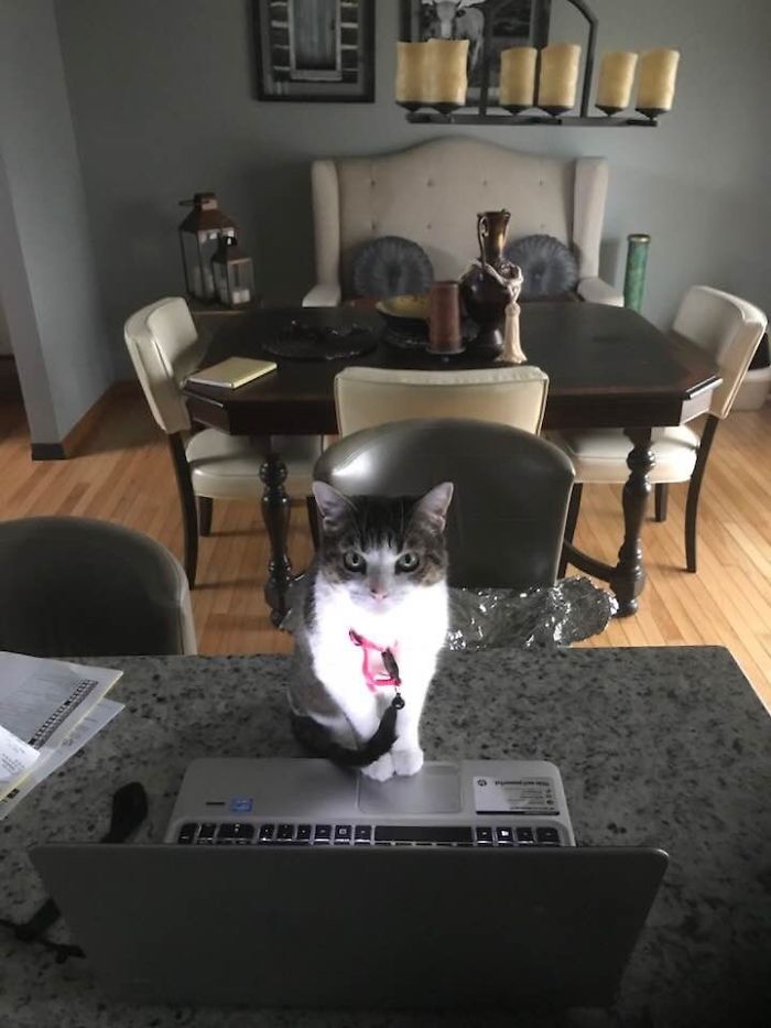 My Kitty Cat... Always So Shady