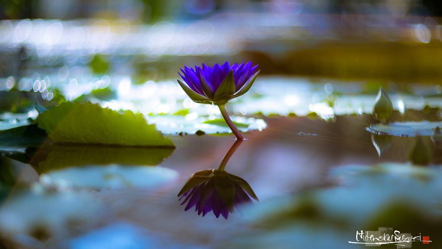 My Pictures Look Like Paintings Because I Use An Old Lens