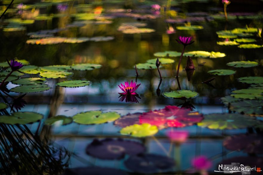 My Pictures Look Like Paintings Because I Use An Old Lens My Pictures Look Like Paintings Because I Use An Old Lens