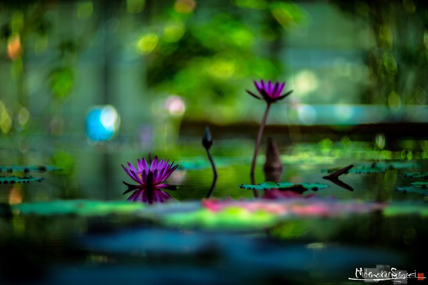 My Pictures Look Like Paintings Because I Use An Old Lens