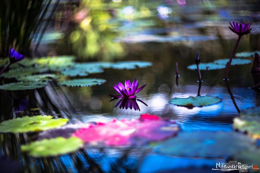 My Pictures Look Like Paintings Because I Use An Old Lens My Pictures Look Like Paintings Because I Use An Old Lens