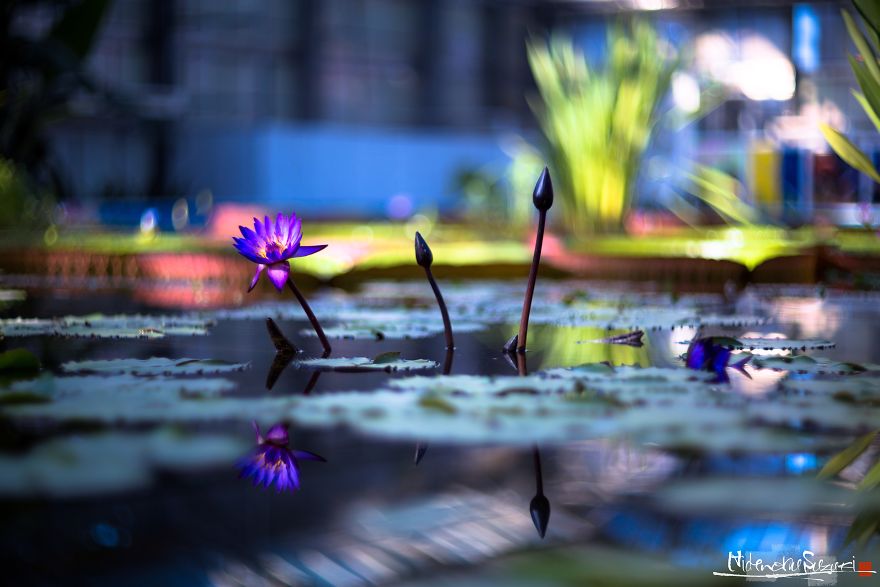 My Pictures Look Like Paintings Because I Use An Old Lens My Pictures Look Like Paintings Because I Use An Old Lens