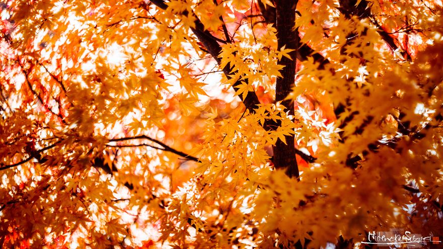 The First Autumn That I Felt In My Family