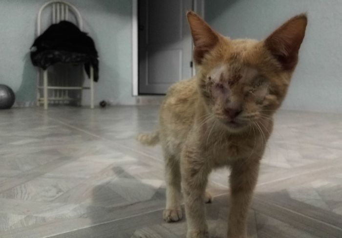 Kala Is A Kitten That Was Found And She Had Both Eyes Really Damaged, She Recently Got Out Of A Succesfull Surgery ♥