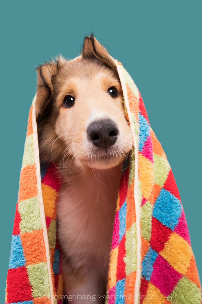 Playful And Character-Filled Photos Of Dogs Dressed For Bath Time Playful And Character-Filled Photos Of Dogs Dressed For Bath Time