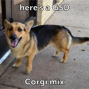 heckingshiberino avatar