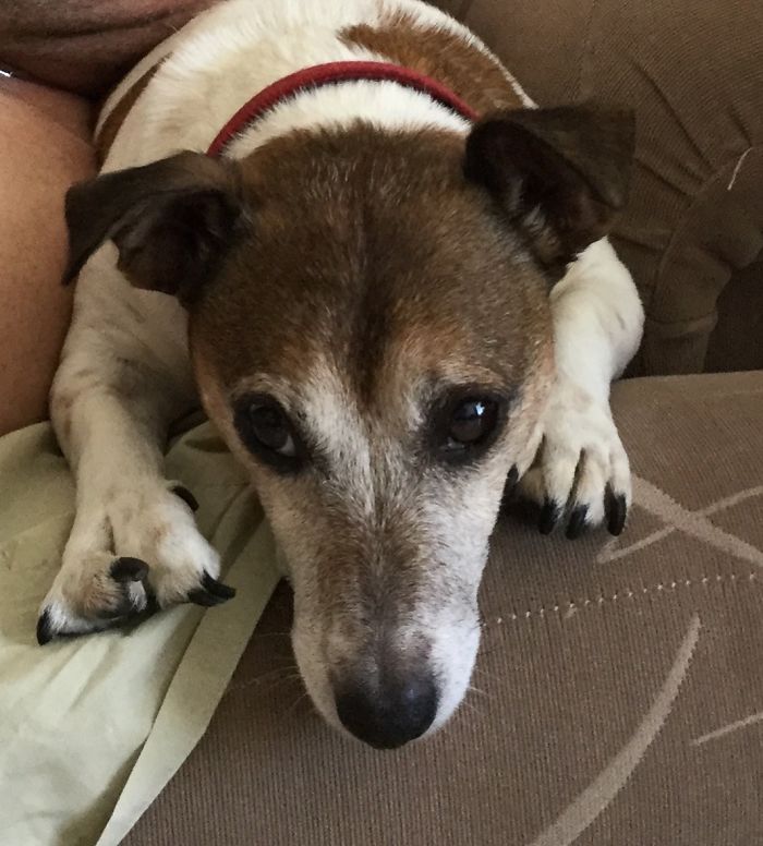 Having A Different Paw Doesn’t Stop Toto From Participating In Any Activity