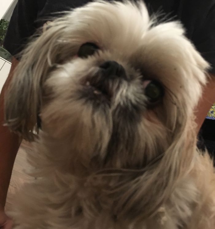 My Dog With An Underbite